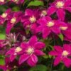 Clematis Hybrids 2 Litre -Happy Gardenly July20Monthly20Offers202023 Plant offers Summer20Flowering20Clematis SOCIAL
