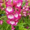 Penstemon Collection 3 Litre -Happy Gardenly Penstemon20Orchid201024538720SS