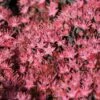 Sedum Rose Carpet 2 Litre