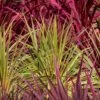 Cordyline Australis 'Torbay Dazzler' 4.5 Litre -Happy Gardenly cordyline